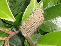 チャドクガの幼虫