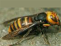 コガタスズメバチ