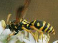フタモナシナガバチ